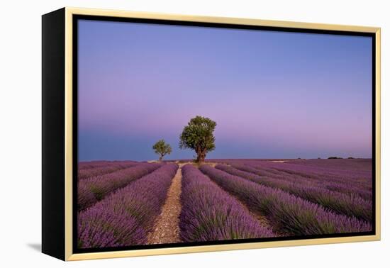 Two trees at the end of a lavender field at dusk, Plateau de Valensole, Provence, France-Francesco Fanti-Framed Premier Image Canvas