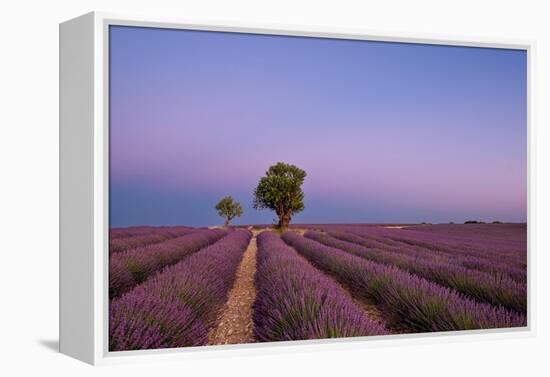 Two trees at the end of a lavender field at dusk, Plateau de Valensole, Provence, France-Francesco Fanti-Framed Premier Image Canvas