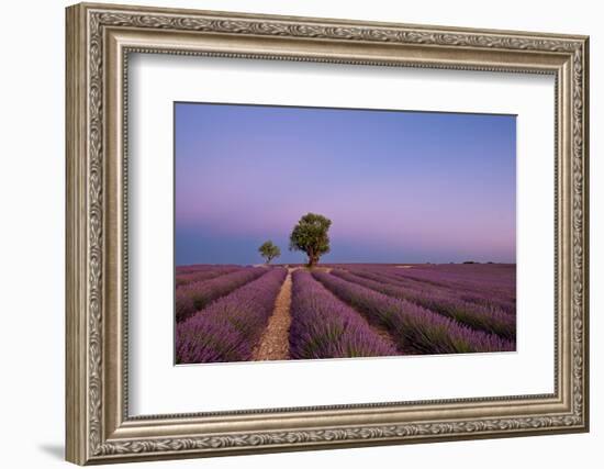 Two trees at the end of a lavender field at dusk, Plateau de Valensole, Provence, France-Francesco Fanti-Framed Photographic Print