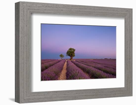 Two trees at the end of a lavender field at dusk, Plateau de Valensole, Provence, France-Francesco Fanti-Framed Photographic Print