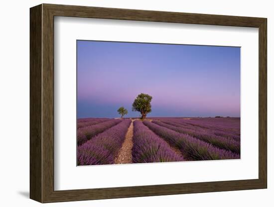 Two trees at the end of a lavender field at dusk, Plateau de Valensole, Provence, France-Francesco Fanti-Framed Photographic Print