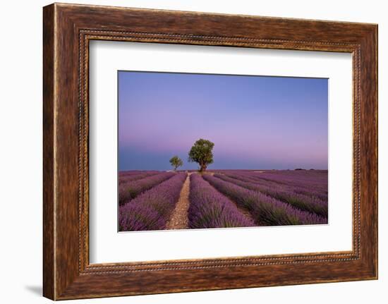 Two trees at the end of a lavender field at dusk, Plateau de Valensole, Provence, France-Francesco Fanti-Framed Photographic Print