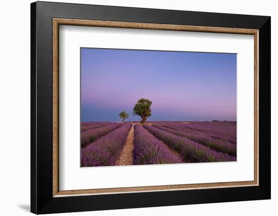 Two trees at the end of a lavender field at dusk, Plateau de Valensole, Provence, France-Francesco Fanti-Framed Photographic Print