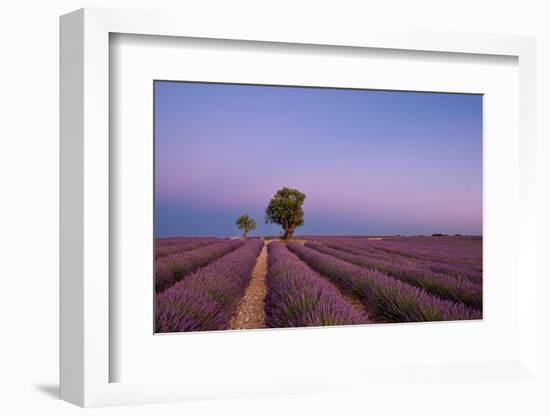 Two trees at the end of a lavender field at dusk, Plateau de Valensole, Provence, France-Francesco Fanti-Framed Photographic Print