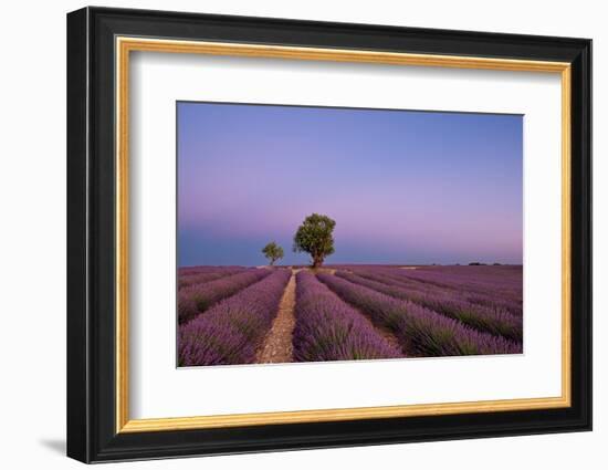 Two trees at the end of a lavender field at dusk, Plateau de Valensole, Provence, France-Francesco Fanti-Framed Photographic Print