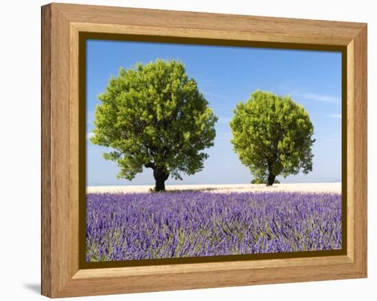 Two Trees in a Lavender Field, Provence, France-Nadia Isakova-Framed Premier Image Canvas