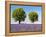 Two Trees in a Lavender Field, Provence, France-Nadia Isakova-Framed Premier Image Canvas