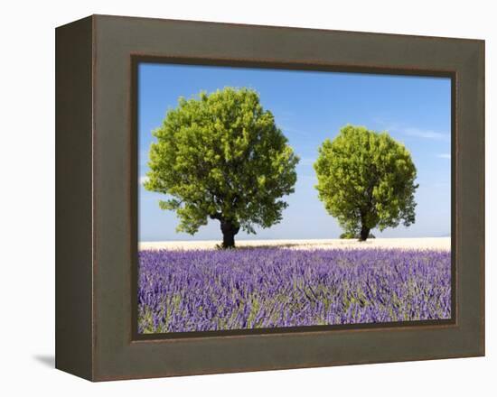 Two Trees in a Lavender Field, Provence, France-Nadia Isakova-Framed Premier Image Canvas