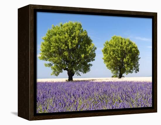 Two Trees in a Lavender Field, Provence, France-Nadia Isakova-Framed Premier Image Canvas