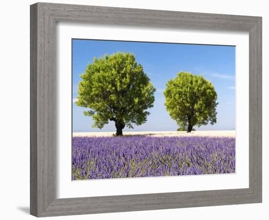 Two Trees in a Lavender Field, Provence, France-Nadia Isakova-Framed Photographic Print