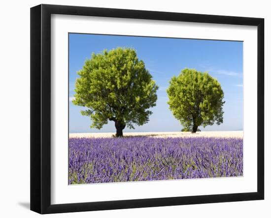 Two Trees in a Lavender Field, Provence, France-Nadia Isakova-Framed Photographic Print