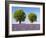 Two Trees in a Lavender Field, Provence, France-Nadia Isakova-Framed Photographic Print