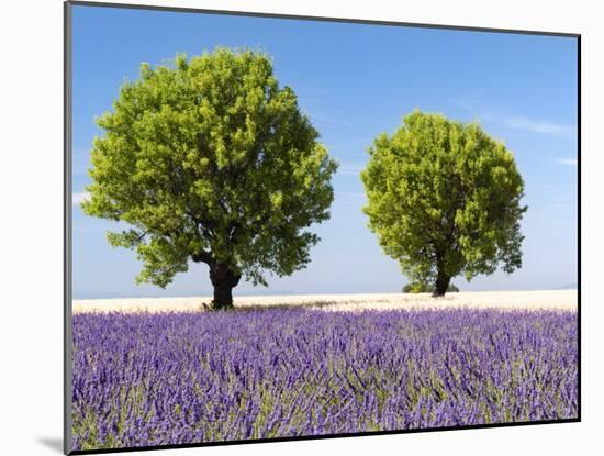 Two Trees in a Lavender Field, Provence, France-Nadia Isakova-Mounted Photographic Print