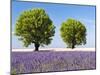 Two Trees in a Lavender Field, Provence, France-Nadia Isakova-Mounted Photographic Print