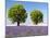 Two Trees in a Lavender Field, Provence, France-Nadia Isakova-Mounted Photographic Print