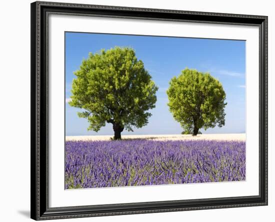 Two Trees in a Lavender Field, Provence, France-Nadia Isakova-Framed Photographic Print