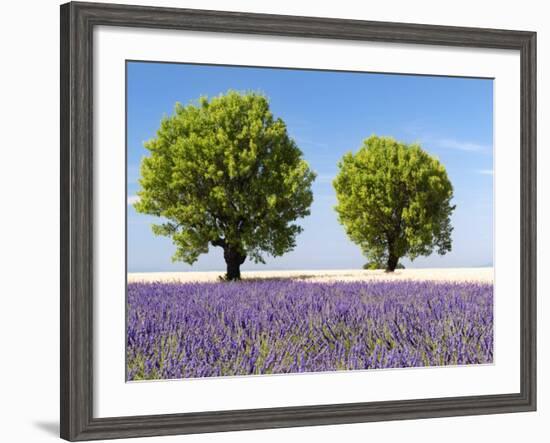 Two Trees in a Lavender Field, Provence, France-Nadia Isakova-Framed Photographic Print