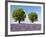 Two Trees in a Lavender Field, Provence, France-Nadia Isakova-Framed Photographic Print