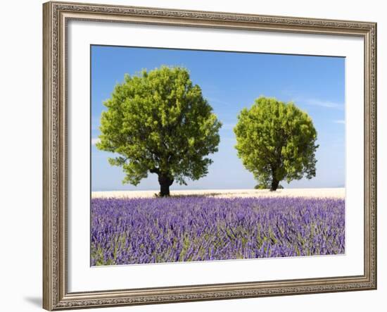 Two Trees in a Lavender Field, Provence, France-Nadia Isakova-Framed Photographic Print