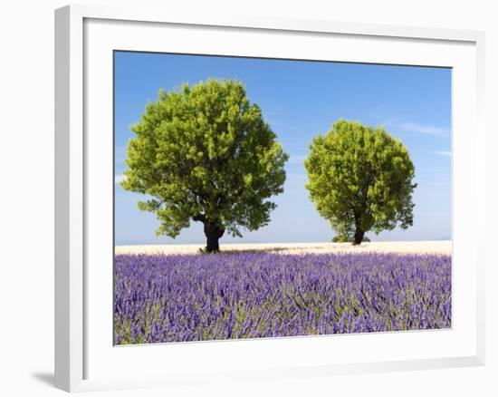 Two Trees in a Lavender Field, Provence, France-Nadia Isakova-Framed Photographic Print