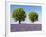 Two Trees in a Lavender Field, Provence, France-Nadia Isakova-Framed Photographic Print