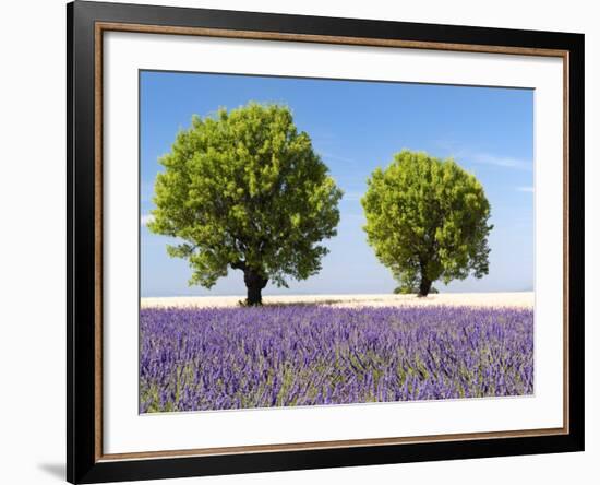 Two Trees in a Lavender Field, Provence, France-Nadia Isakova-Framed Photographic Print