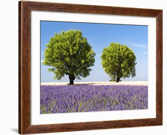 Two Trees in a Lavender Field, Provence, France-Nadia Isakova-Framed Photographic Print