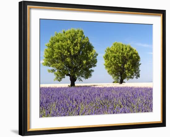 Two Trees in a Lavender Field, Provence, France-Nadia Isakova-Framed Photographic Print