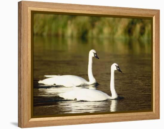 Two Trumpeter Swans, Yellowstone National Park, WY-Elizabeth DeLaney-Framed Premier Image Canvas