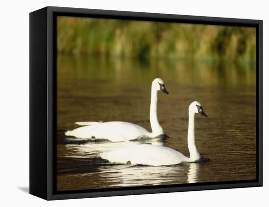 Two Trumpeter Swans, Yellowstone National Park, WY-Elizabeth DeLaney-Framed Premier Image Canvas