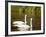 Two Trumpeter Swans, Yellowstone National Park, WY-Elizabeth DeLaney-Framed Photographic Print