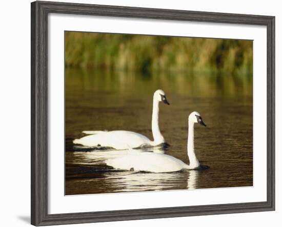 Two Trumpeter Swans, Yellowstone National Park, WY-Elizabeth DeLaney-Framed Photographic Print