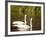 Two Trumpeter Swans, Yellowstone National Park, WY-Elizabeth DeLaney-Framed Photographic Print