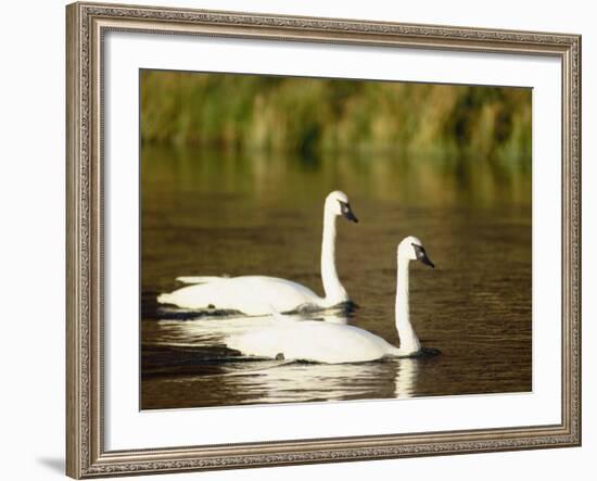 Two Trumpeter Swans, Yellowstone National Park, WY-Elizabeth DeLaney-Framed Photographic Print