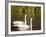 Two Trumpeter Swans, Yellowstone National Park, WY-Elizabeth DeLaney-Framed Photographic Print