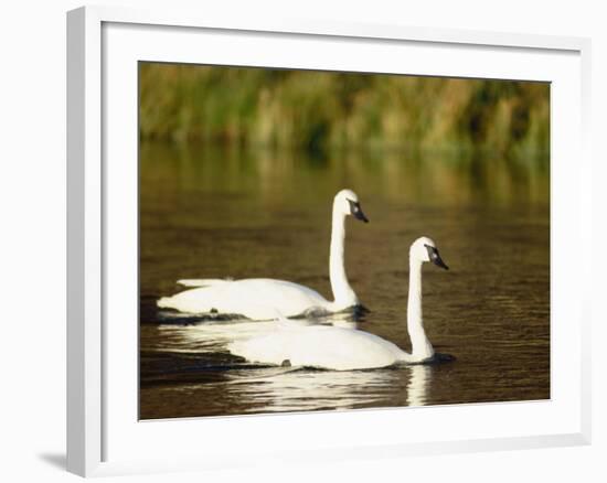 Two Trumpeter Swans, Yellowstone National Park, WY-Elizabeth DeLaney-Framed Photographic Print