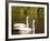 Two Trumpeter Swans, Yellowstone National Park, WY-Elizabeth DeLaney-Framed Photographic Print