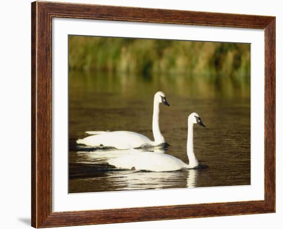 Two Trumpeter Swans, Yellowstone National Park, WY-Elizabeth DeLaney-Framed Photographic Print