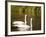 Two Trumpeter Swans, Yellowstone National Park, WY-Elizabeth DeLaney-Framed Photographic Print