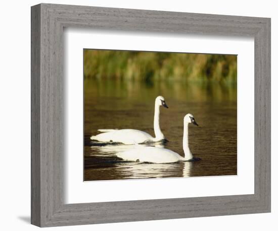 Two Trumpeter Swans, Yellowstone National Park, WY-Elizabeth DeLaney-Framed Photographic Print