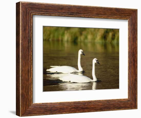 Two Trumpeter Swans, Yellowstone National Park, WY-Elizabeth DeLaney-Framed Photographic Print