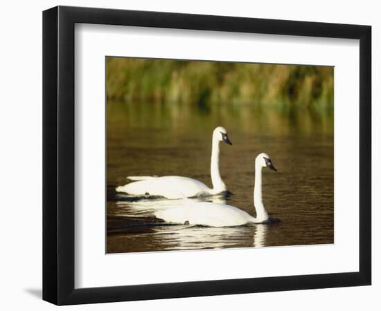 Two Trumpeter Swans, Yellowstone National Park, WY-Elizabeth DeLaney-Framed Photographic Print