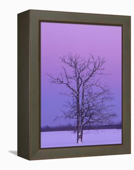 Two Trunked Tree at Sunrise, Chippewa County, Michigan, USA-Claudia Adams-Framed Premier Image Canvas