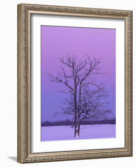 Two Trunked Tree at Sunrise, Chippewa County, Michigan, USA-Claudia Adams-Framed Photographic Print