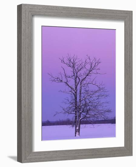 Two Trunked Tree at Sunrise, Chippewa County, Michigan, USA-Claudia Adams-Framed Photographic Print