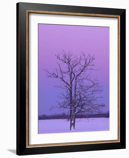 Two Trunked Tree at Sunrise, Chippewa County, Michigan, USA-Claudia Adams-Framed Photographic Print