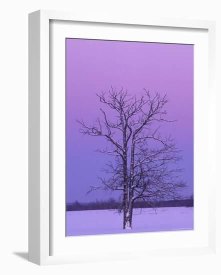 Two Trunked Tree at Sunrise, Chippewa County, Michigan, USA-Claudia Adams-Framed Photographic Print
