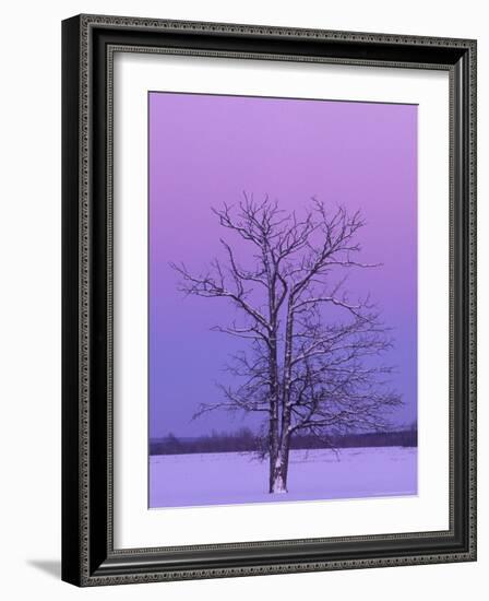 Two Trunked Tree at Sunrise, Chippewa County, Michigan, USA-Claudia Adams-Framed Photographic Print