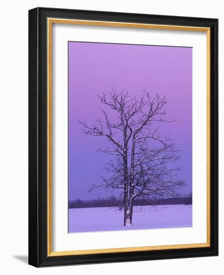 Two Trunked Tree at Sunrise, Chippewa County, Michigan, USA-Claudia Adams-Framed Photographic Print