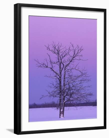 Two Trunked Tree at Sunrise, Chippewa County, Michigan, USA-Claudia Adams-Framed Photographic Print